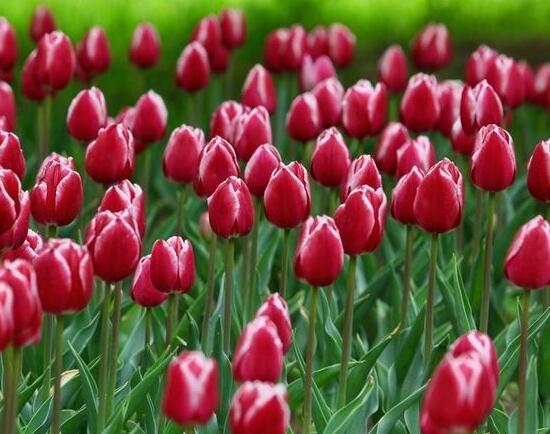 郁金香花期 郁金香花期（郁金香花期多长） 生活