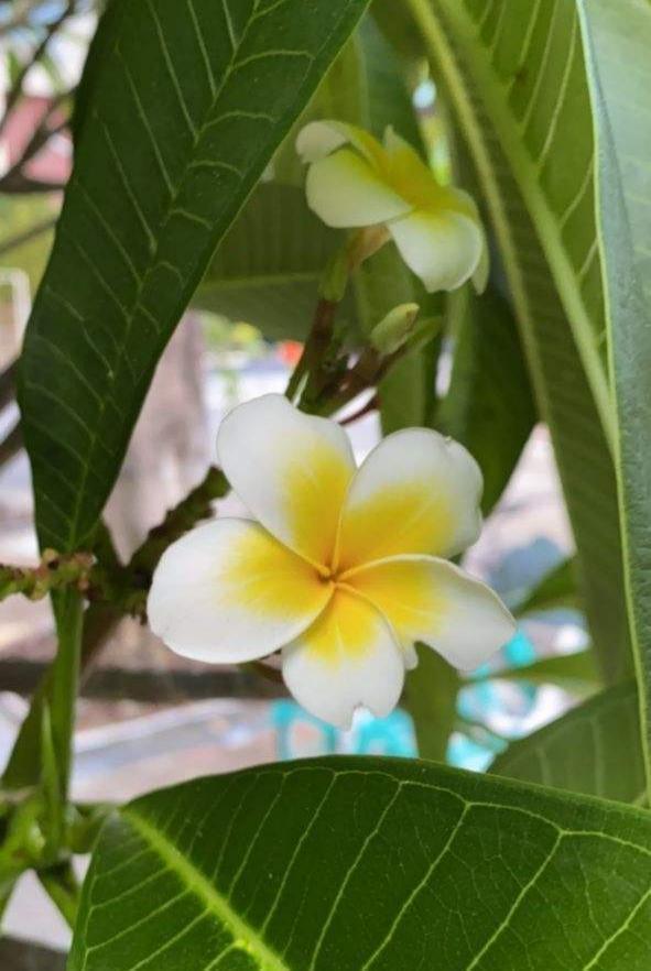 花卉名称