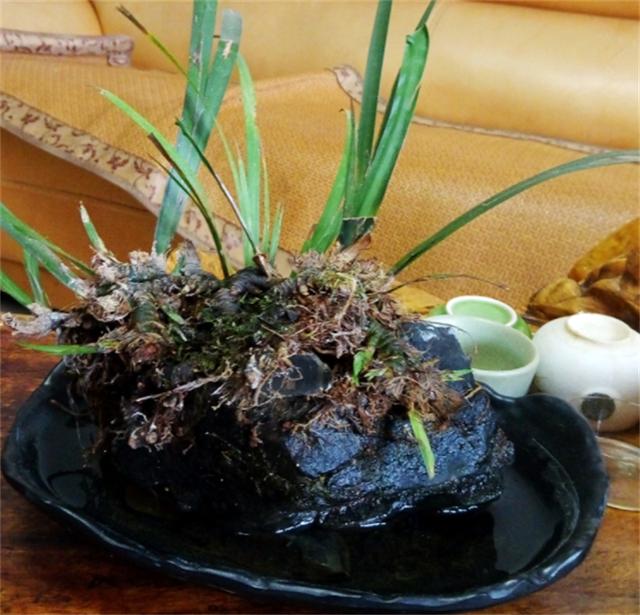 池塘里的水生植物大全(龟缸里养什么植物净化水)(5)