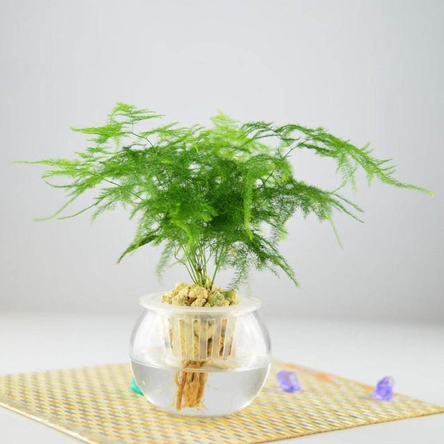 观叶植物,观叶植物是草本植物吗