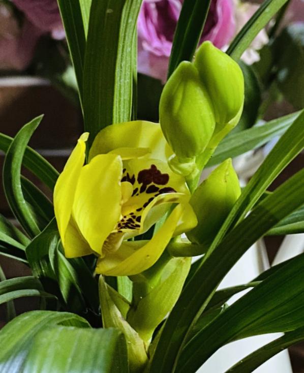 8种“安全花”，家里有老人孩子孕妇都能养，反而清新养人