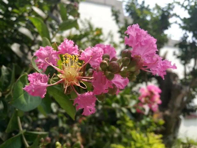 問答 申城現在哪裡能觀賞到 百日紅 紫薇花 Kks資訊網