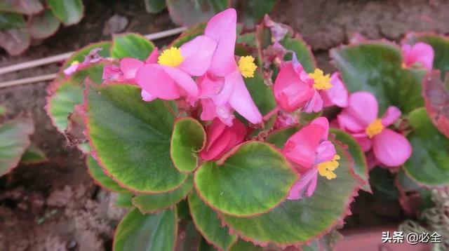 北方宿根花卉 北方宿根花卉（北方宿根花卉有哪些种类） 生活