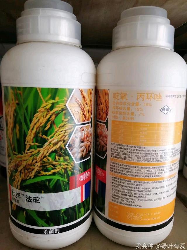 水稻患上纹枯病减产50%？农户告诉你：做到这5点轻松防治9