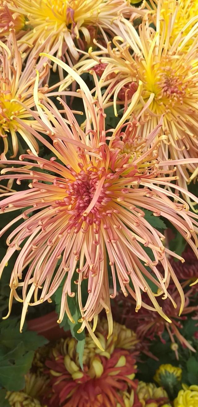 六岁就认识几千个字的孩子好像不是家长教的