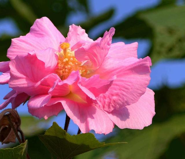 芙蓉花有几种