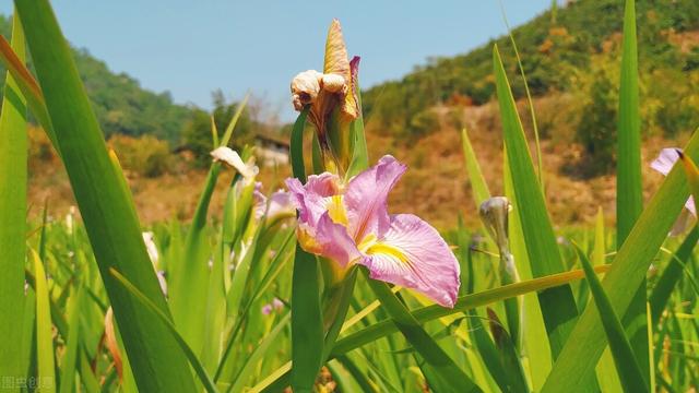 果树花芽分化期，用1次这个生长调节剂，花芽分化快，更多更优质