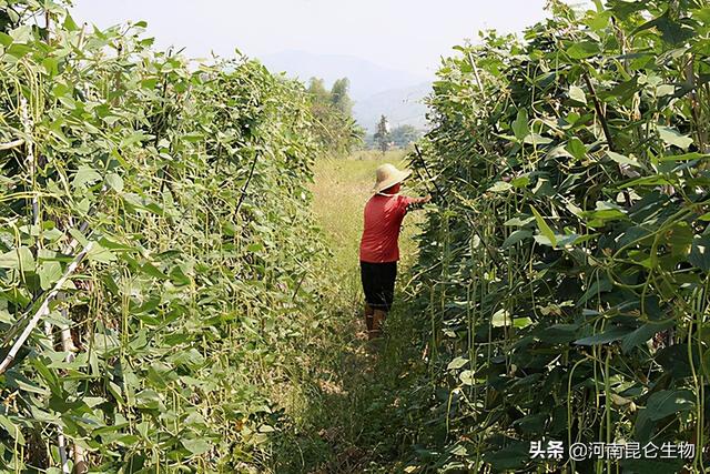 豆角上什么肥料产量高？豆角用什么复合肥？豆角施肥怎么施？5