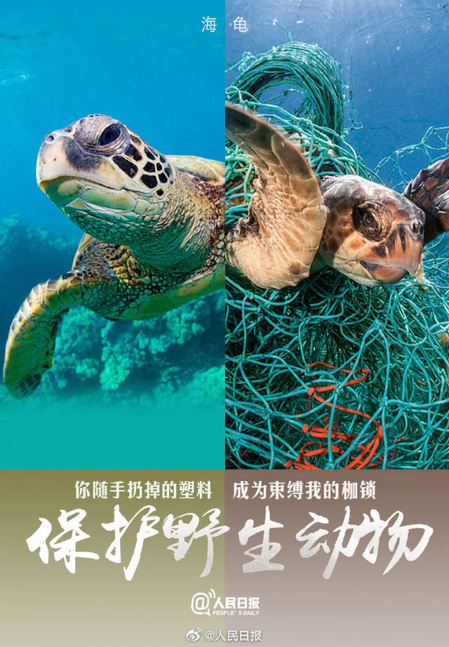 今天，是世界动物日