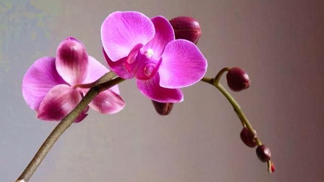 什么叫白眼狼（白眼狼的人有哪些特征）