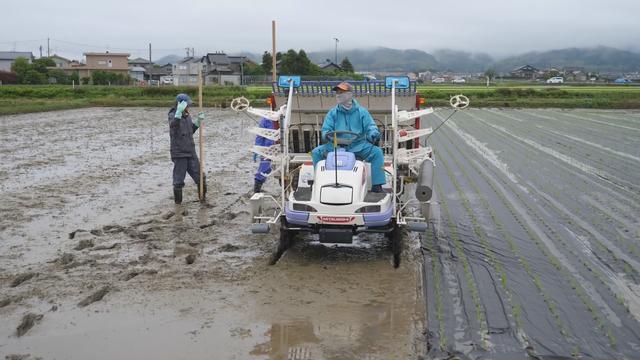 日本：用纸膜替代塑料薄膜的水稻种植技术，50天后分解成氮肥5