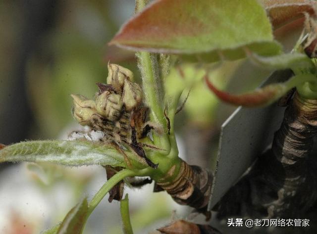 梨树开花前要怎样用药？需要打什么杀虫剂，杀菌剂？