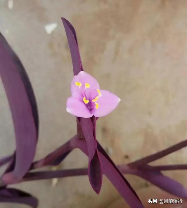 我自己的孩子，为什么我不能做主，反而要你们来指手画脚