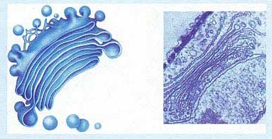 细胞内部是如何分工的？「高中生物讲解」1.3.23