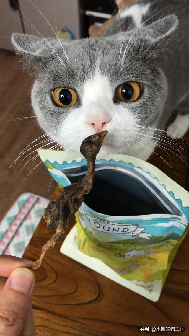 驯猫