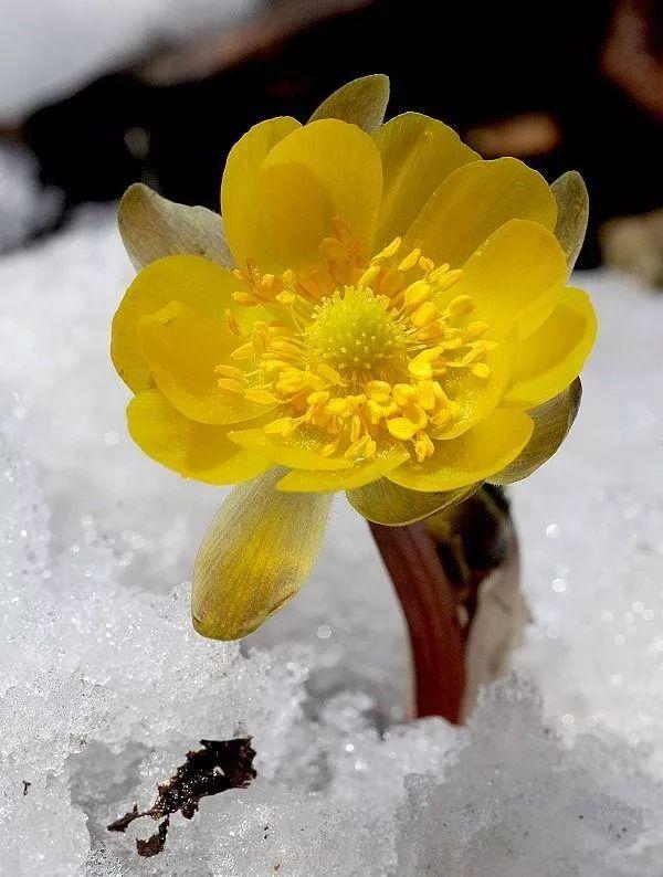 冰雪天开花的 福寿草 有毒可药用价值很高 生长到开花要5年 Zh中文网