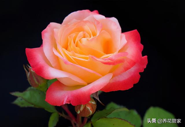 月季花语 月季花语（月季花语是什么意思） 生活