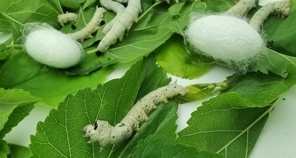 春蚕的象征意义是什么（春蚕的寓意及丝绸的文化价值）