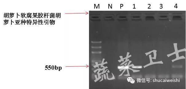 花椰菜细菌性病害的诊断及防治建议5