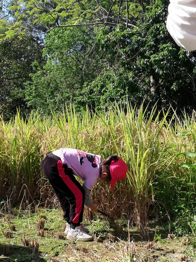 幼儿园的割水稻能手