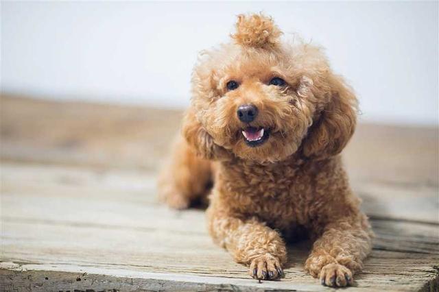 泰迪狗狗焦躁不安(狗叫声视频泰迪犬)-艾拉养犬