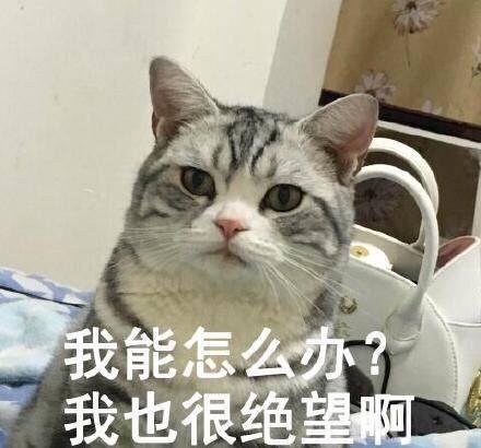 银虎斑猫