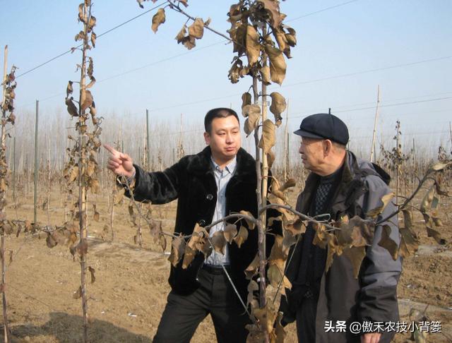 巧用生石灰，有效防治土传病害、土壤酸化、烂根死棵等难题2