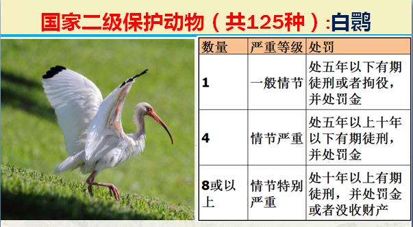 国家二级保护动物有哪些