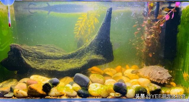 长毛鱼:长毛鱼，疑似一种模样奇怪的新物种(通体白毛)