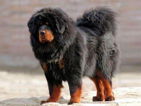 狮子头藏獒(狮子头金鱼) 资讯 第3张