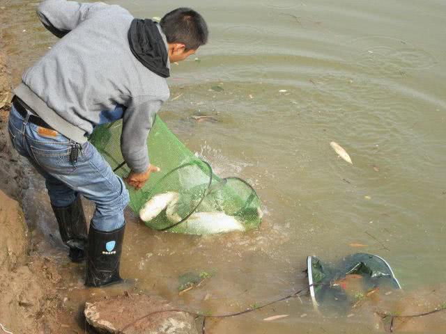 鳙 鳙（鳙鱼分类地位） 生活