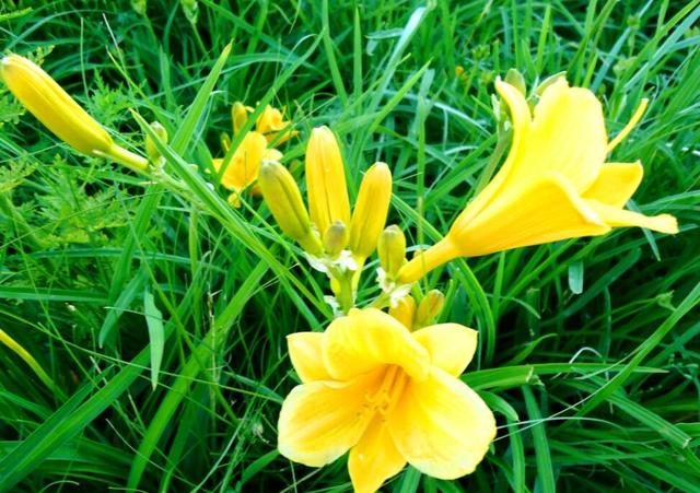 成人吃50g鲜黄花菜就可能中毒！菜无毒，毒怎么来的，如何避免？