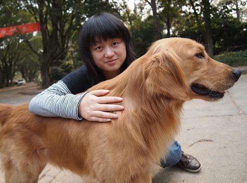 金毛犬好养吗