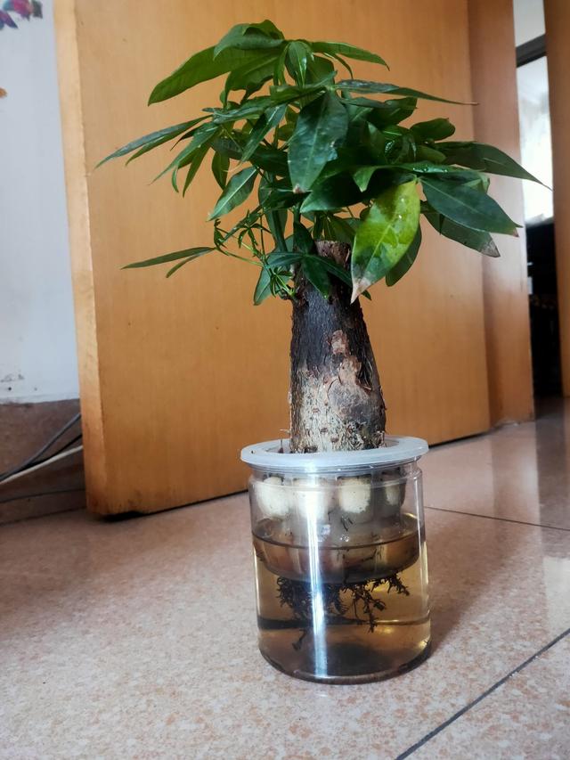 发财树的图片