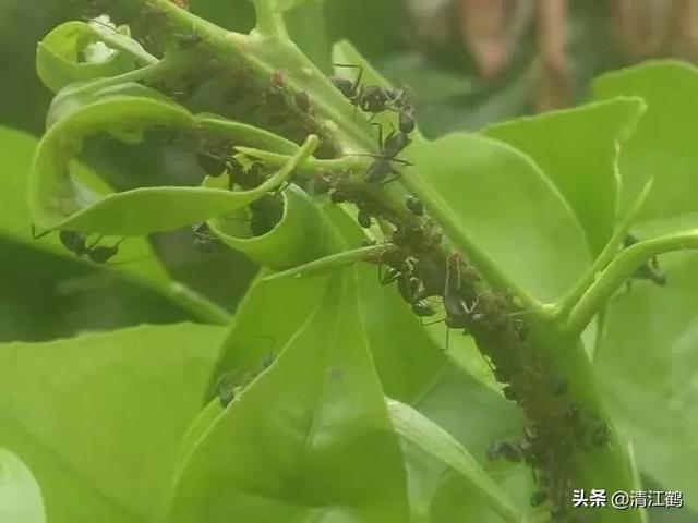 喷农药加助剂，洗粉水洗衣液肥皂水到底哪个好？看完你就弄清楚了2