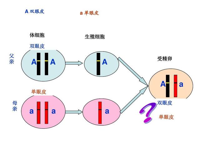 爸爸发愁女儿长得太像自己；为什么女儿都更像爸爸多一些