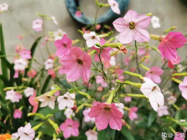 什么花在夏天开