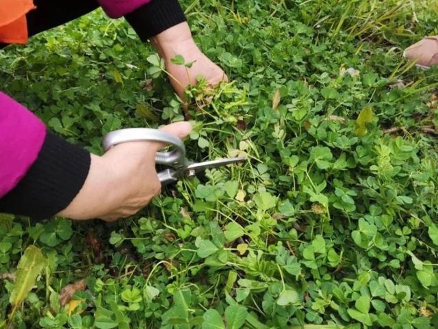 野菜的种类