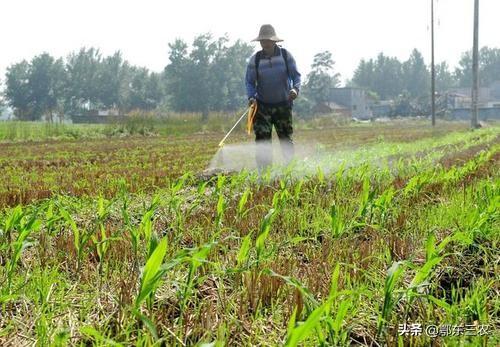 玉米地用硝烟磺隆莠去津除草几天能见效，再加二四滴丁酯行吗？2