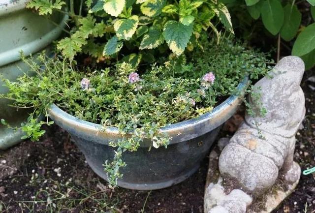 多年生草本植物