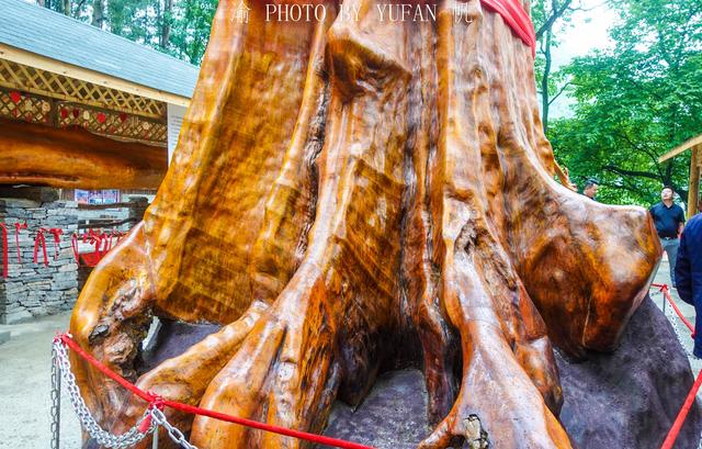 全球最大的金絲楠木，樹齡達4300年，可惜渡劫失敗，今成無價之寶