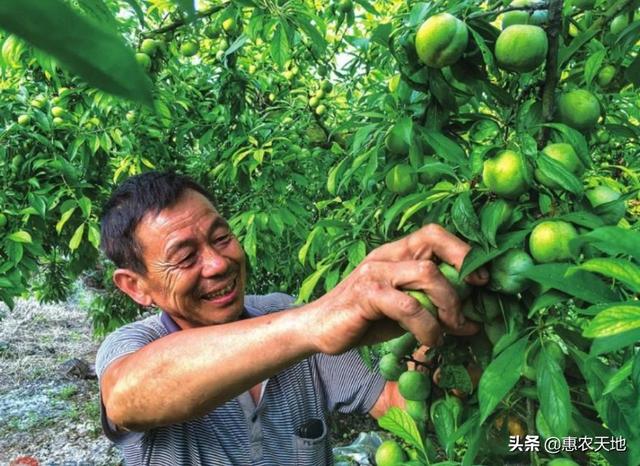 李子树全年浇水很关键，掌握好正确的浇水方法，才能促进李子丰产7