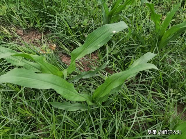 烟嘧磺隆这几个除草配方，玉米田使用，除草干净彻底，价格还便宜3