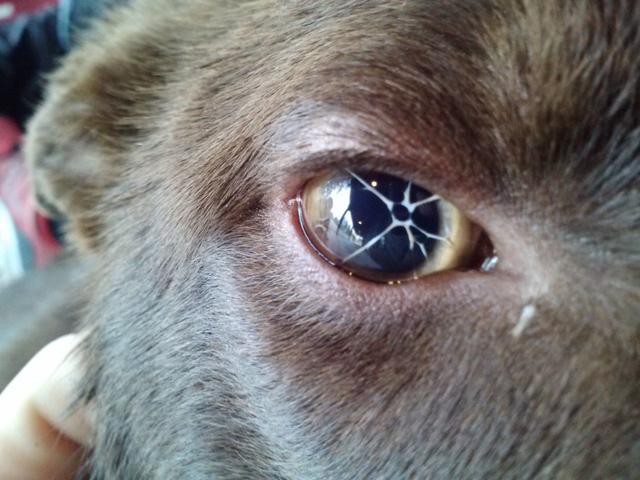 狗狗眼睛晶体脱落图片