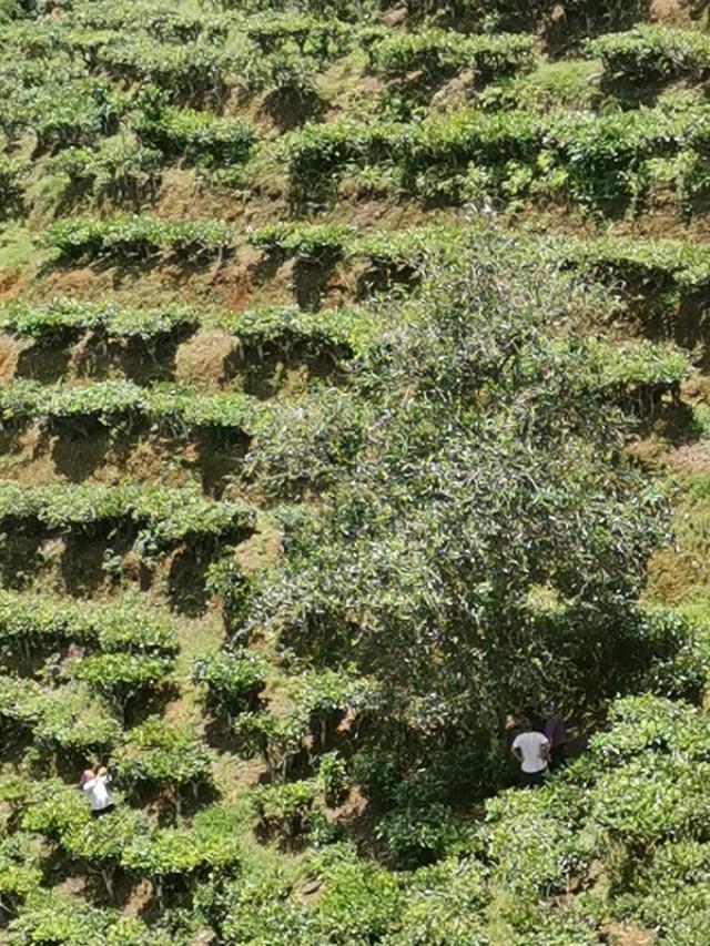 绿春玛玉茶 绿春玛玉茶（绿春玛玉茶的市场状况） 生活