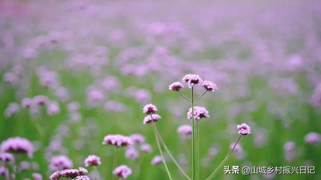 秋季赏花季 就来辉南辉发河滩涂花海吧 捕捉万紫千红的缤纷景色 全网搜
