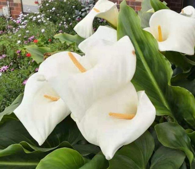 常见花卉图片及名称
