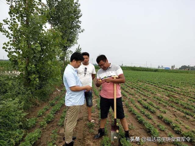 花生果腐病烂果都知道，你知道多少可防治可实施的方案4