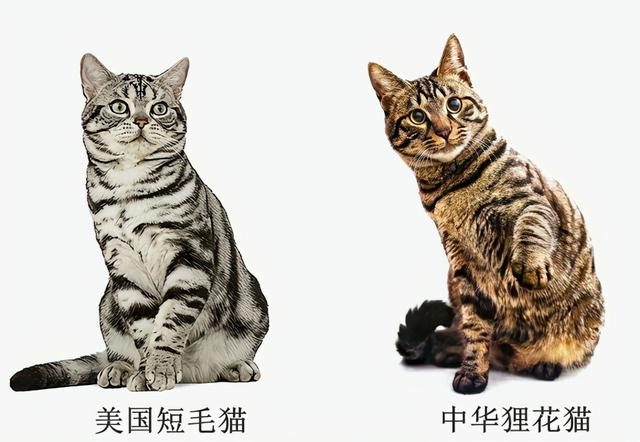 银虎斑猫