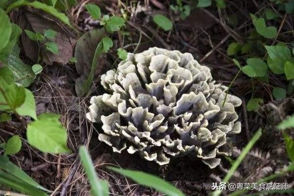美味野生菌类大全(美味野生菌类大全图片)-锐牛沃德讯息网